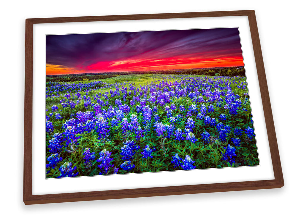 Sunset Landscape Bluebonnet Flowers Framed