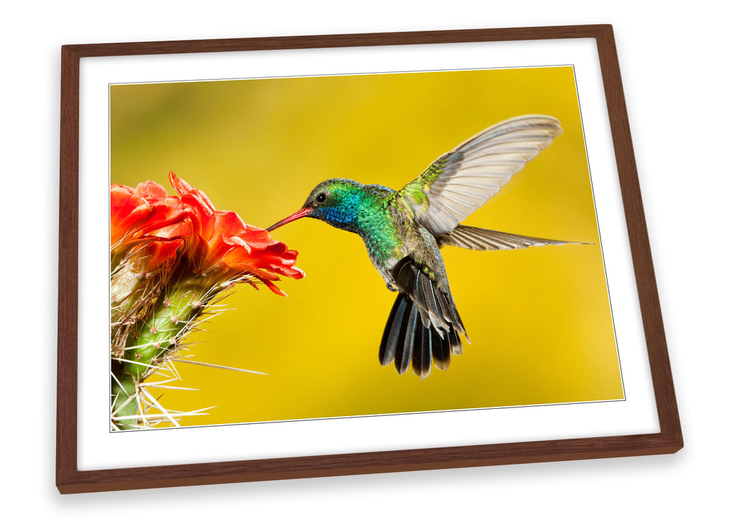 Humming Bird Flower Framed