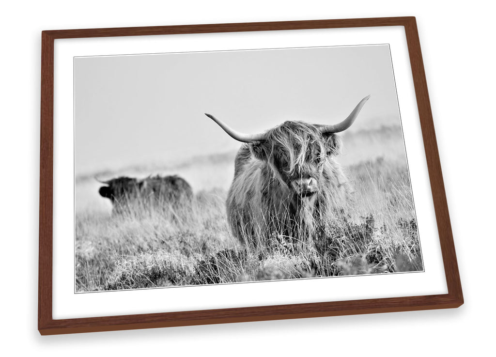 Highland Cow Black & White Framed