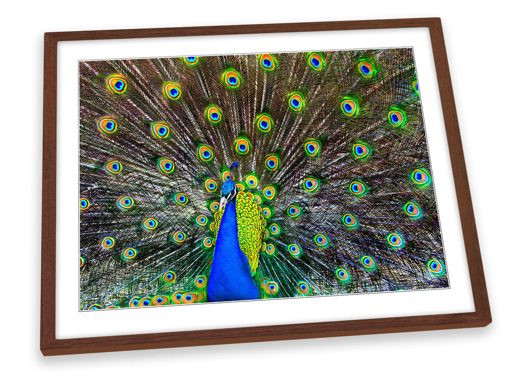 Peacock Feathers Framed