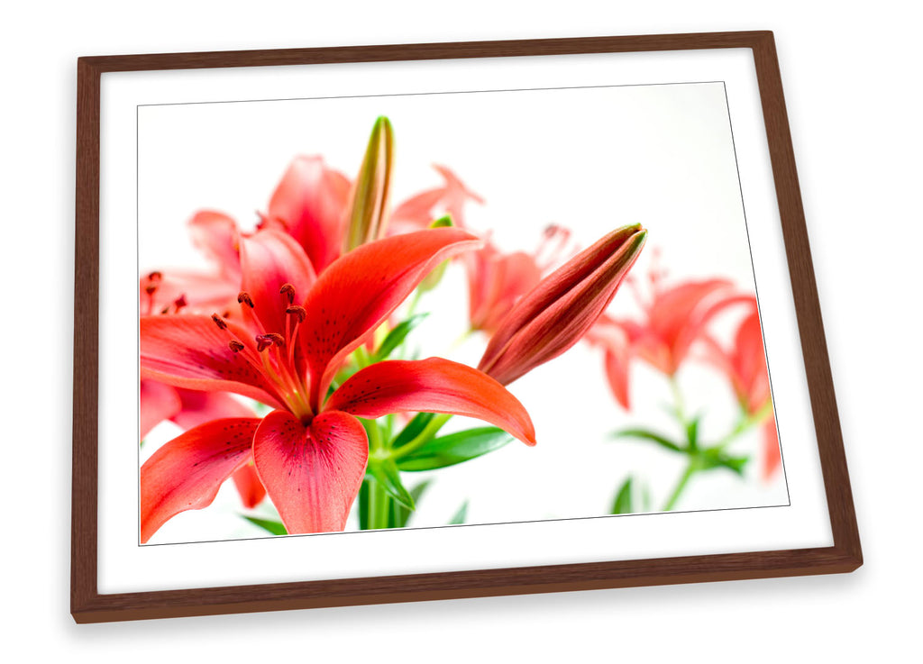 Tiger Lily Floral Flower Framed