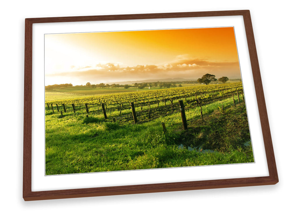Summer Vineyard Sunset Landscape Framed