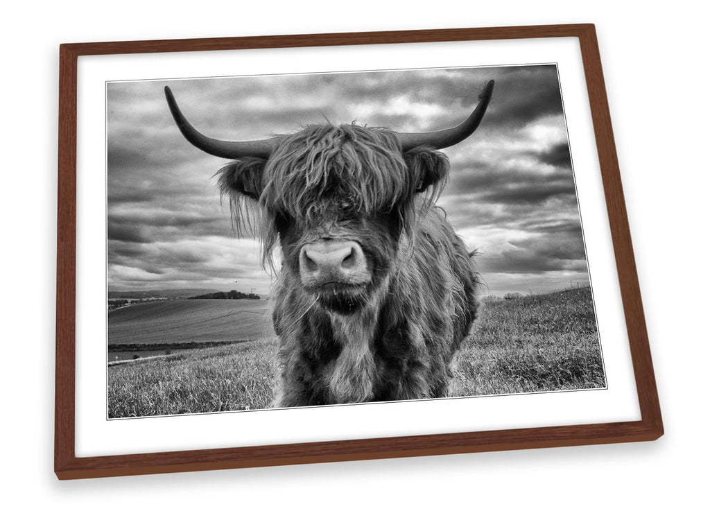 Highland Cow B&W Grey Framed