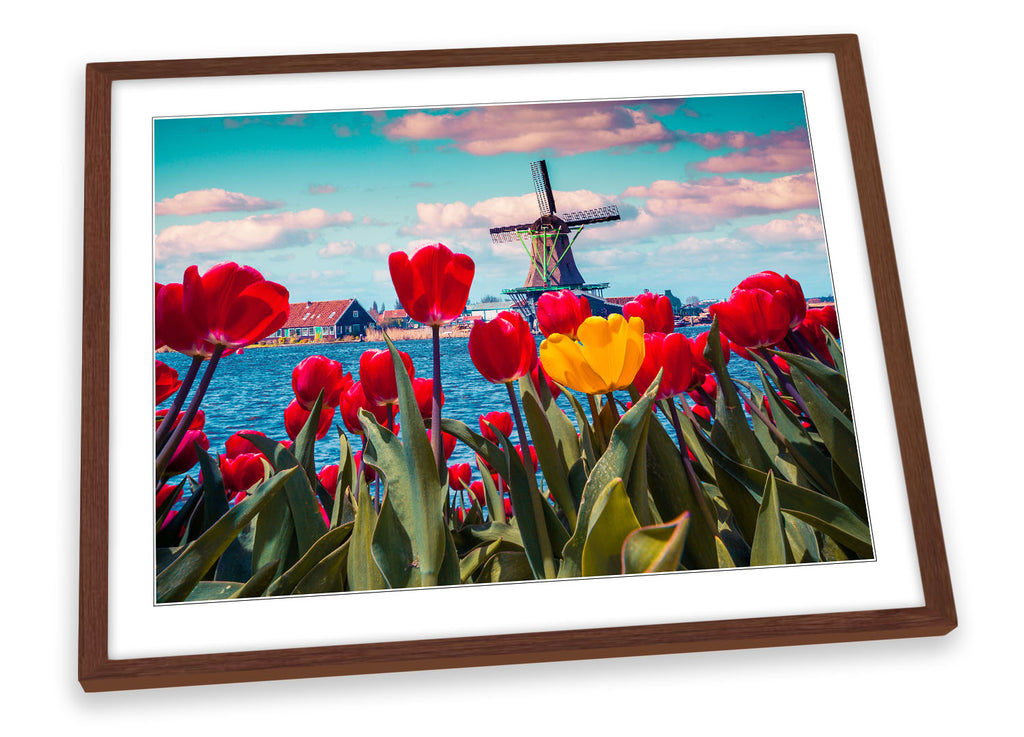 Tulips Windmill Netherlands Framed