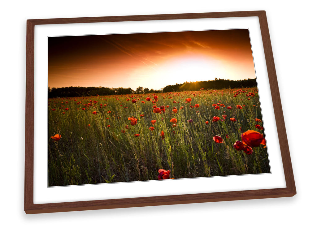 Sunset Floral Poppy Field Framed