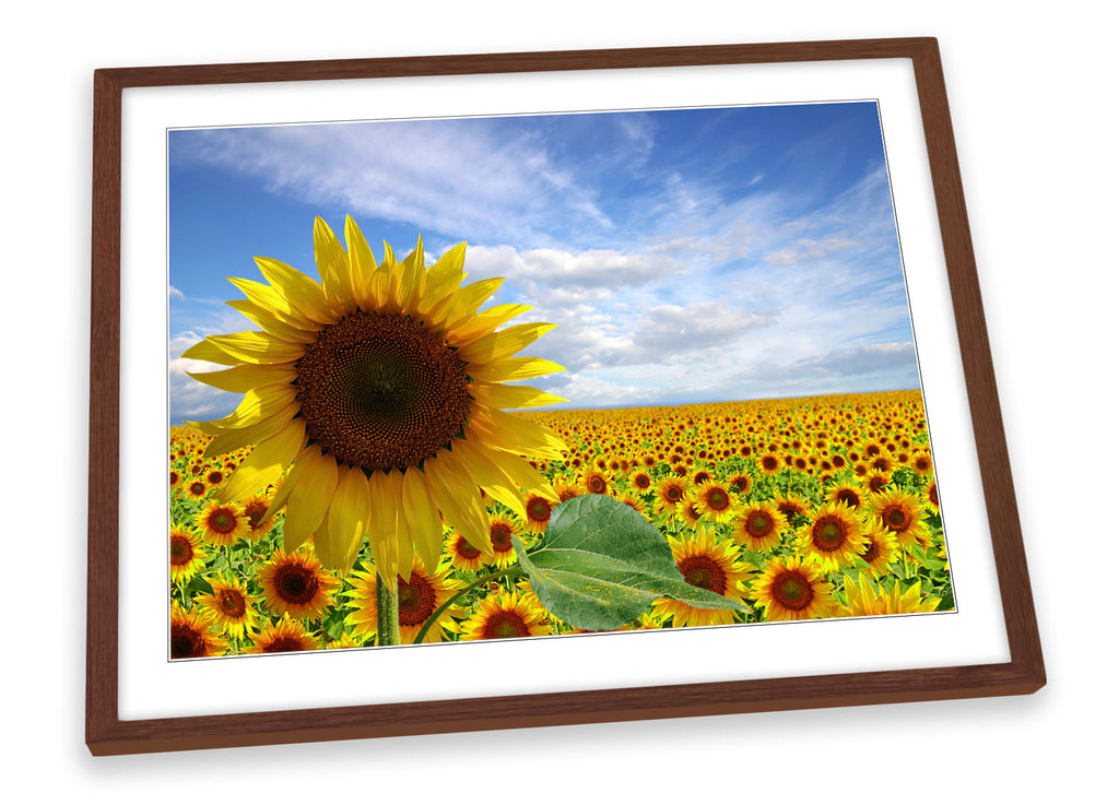 Summer Sunflower Field Flowers Framed