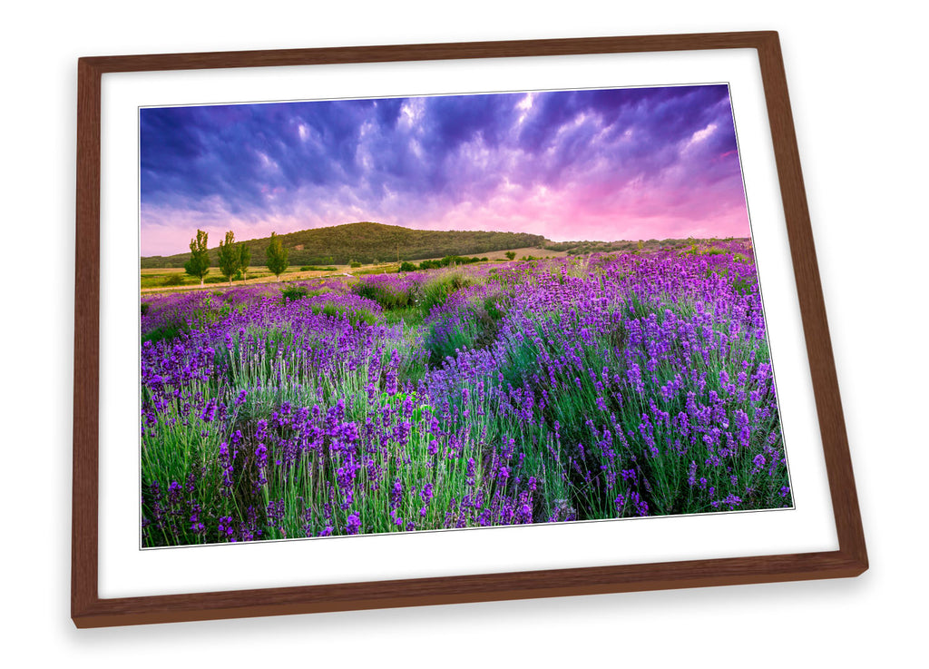 Summer Lavender Field Sunset Framed