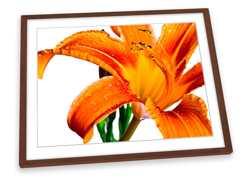 Orange Tiger Lily Floral Flower Framed