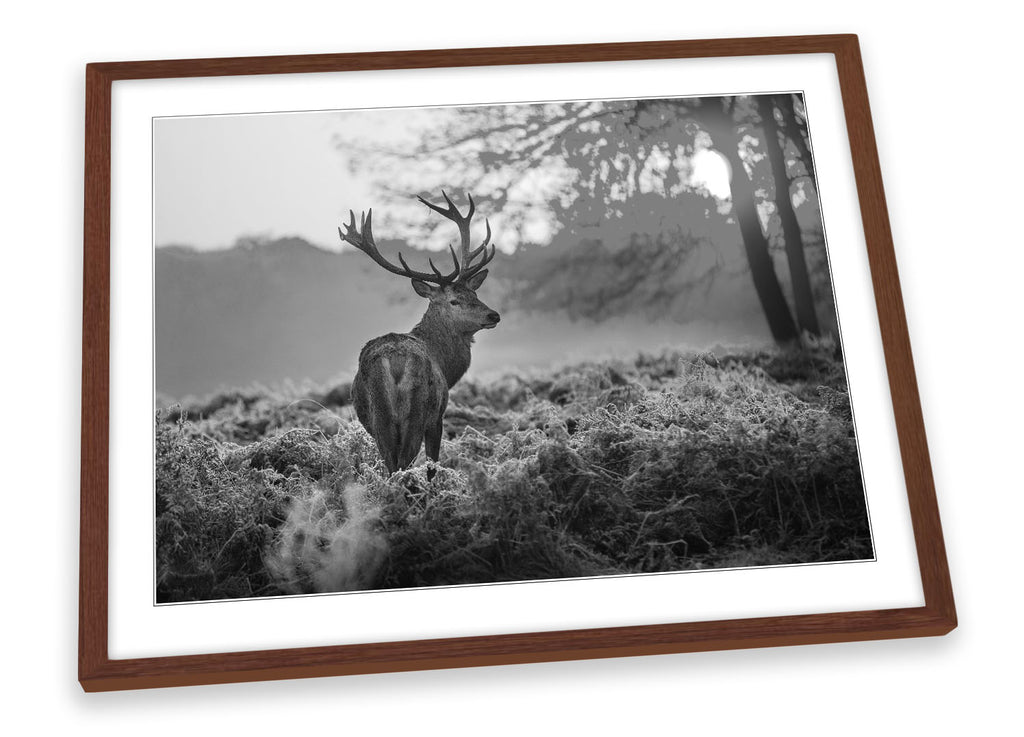 Stag Deer Sunset Forest B&W Framed