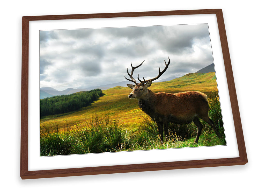 Stag Deer Scotland Highlands Wildlife Framed