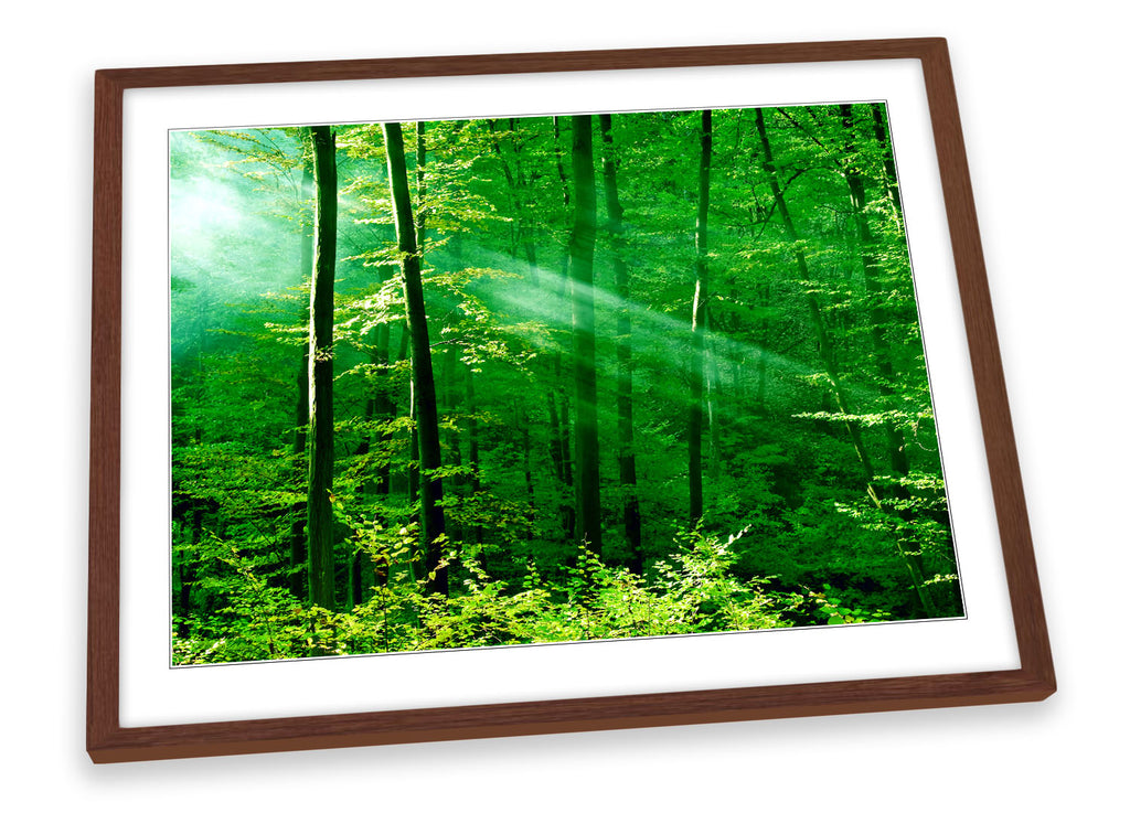 Green Forest Trees Sunlight Framed