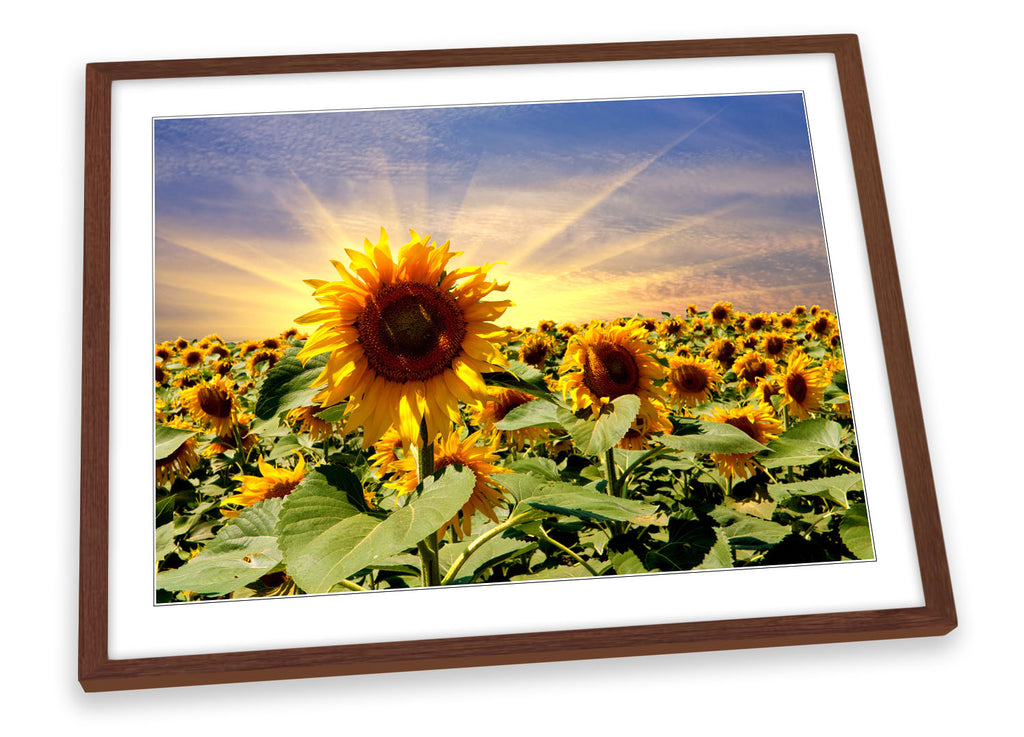 Sunflower Sunset Floral Flowers Framed
