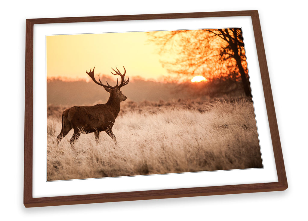 Sunset Deer Stag Framed