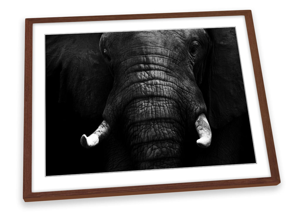 Elephant Mono B&W Framed