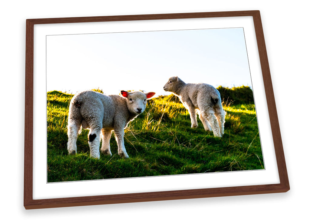 Sheep Lambs Sunset Multi-Coloured Framed