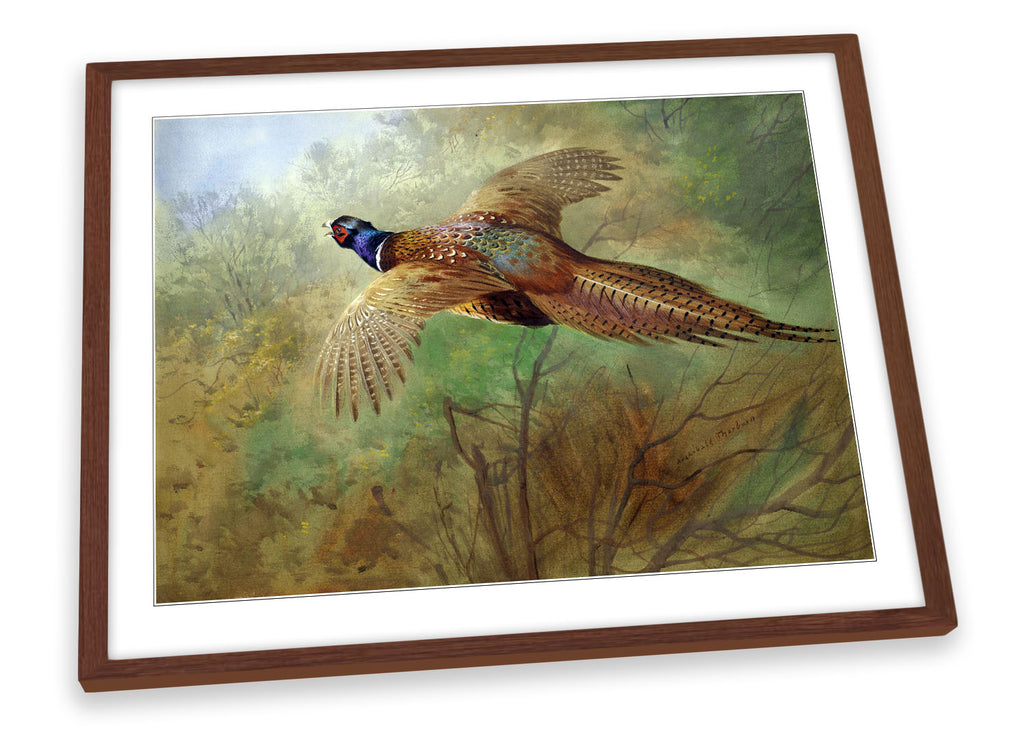 Archibald Thorburn Pheasant in flight Framed