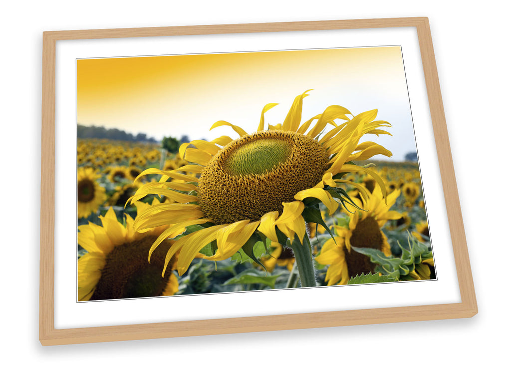 Sunflower Sunset Flower Framed