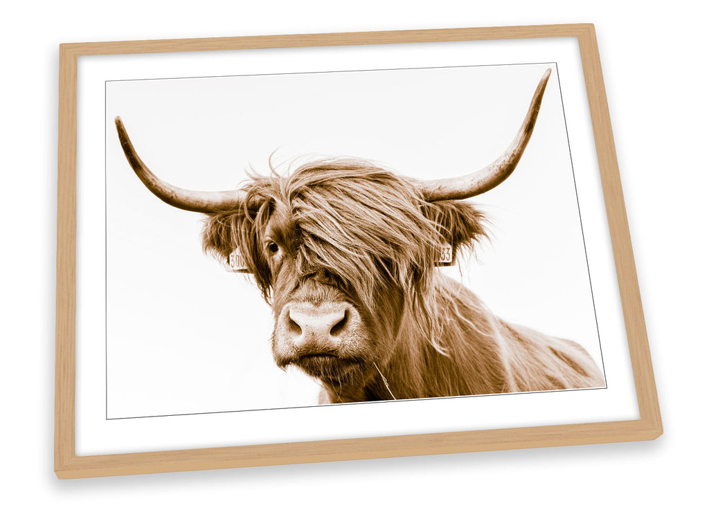 Highland Cow Scotland Brown Framed