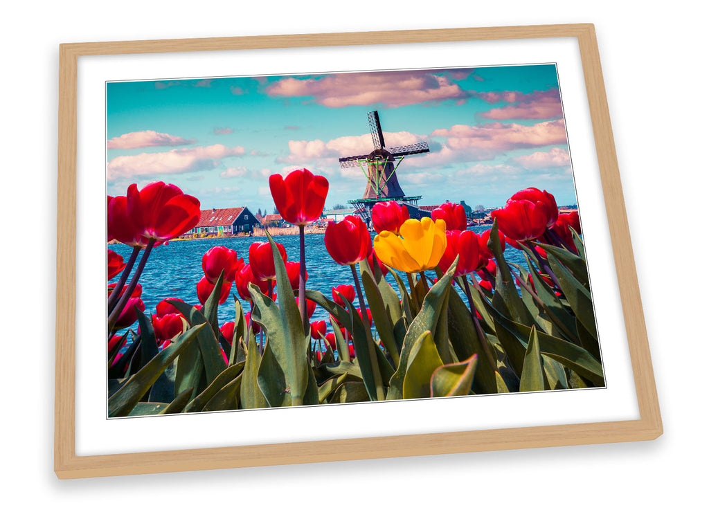 Tulips Windmill Netherlands Framed