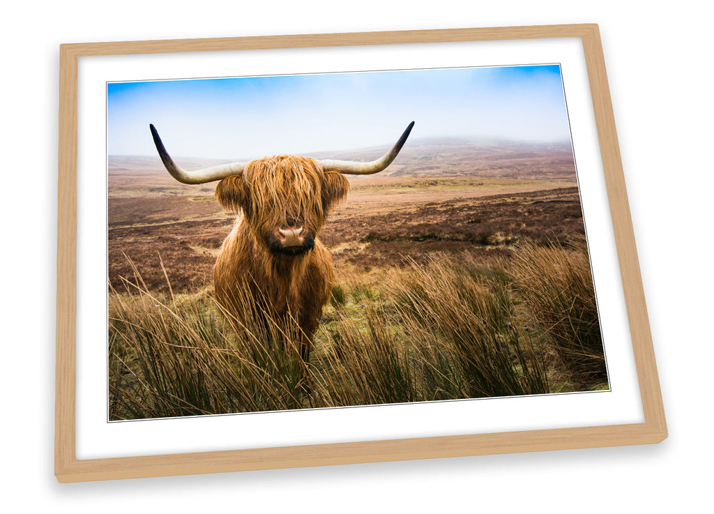 Scottish Highland Cow Brown Framed