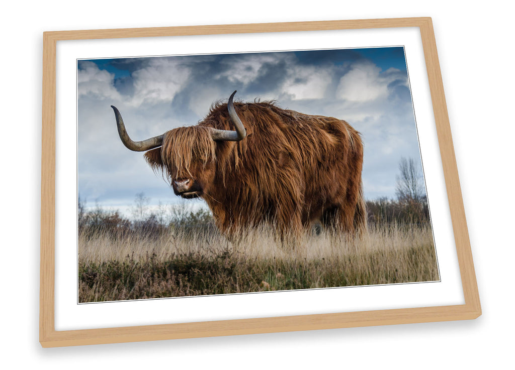Highland Cow Bull Framed
