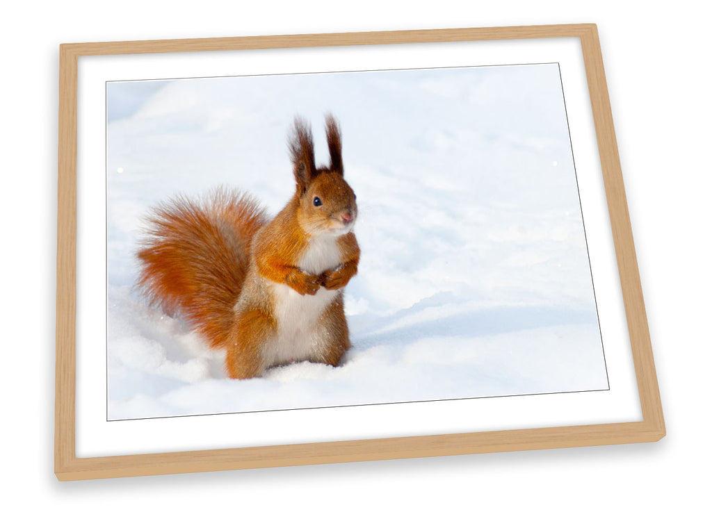 Red Squirrel Snow Framed