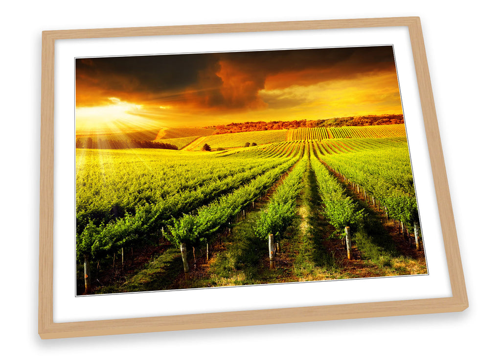 Vineyard Sunset Landscape Framed
