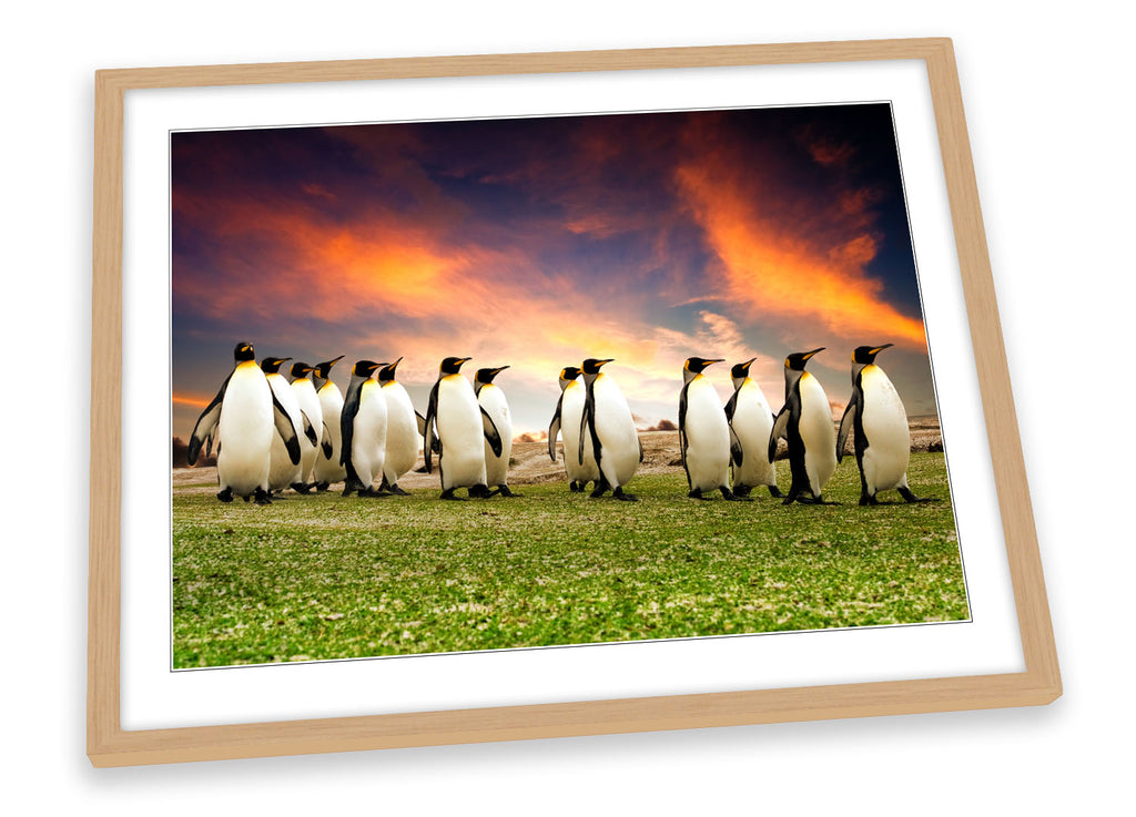 Penguins March Sunset Framed