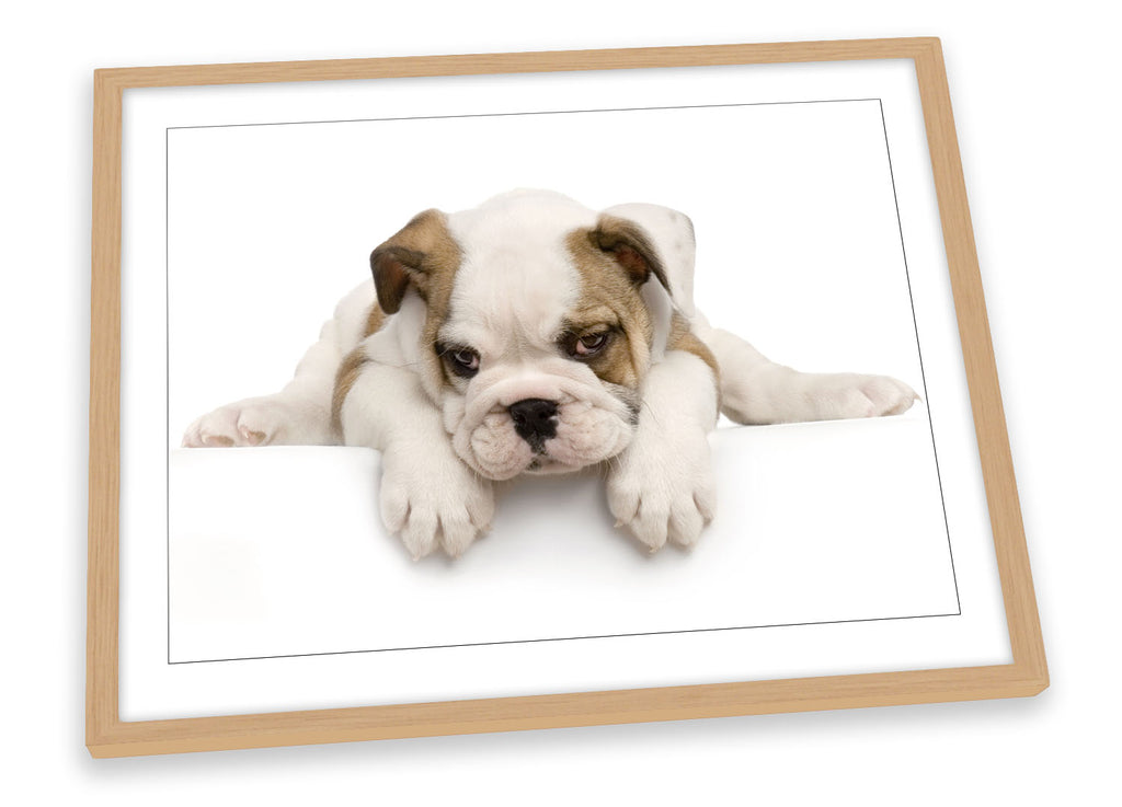 Cute British Bulldog Puppy Framed