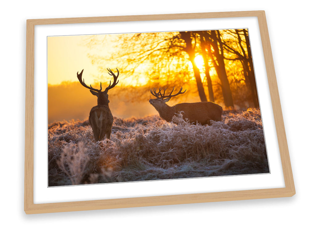 Stag Deers Wildlife Sunset Framed