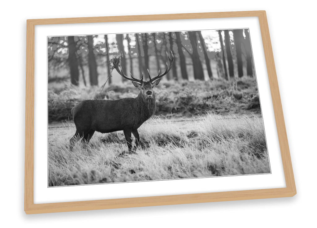 Wild Stag Deer Forest B&W Framed