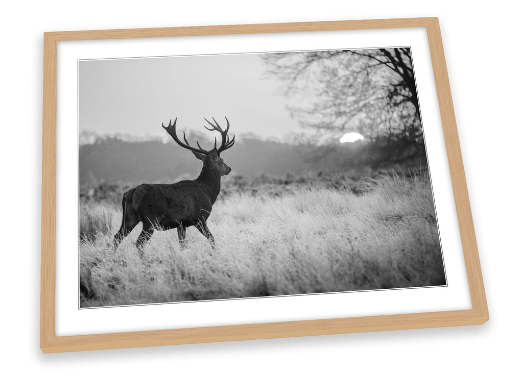 Sunset Deer Stag B&W Framed
