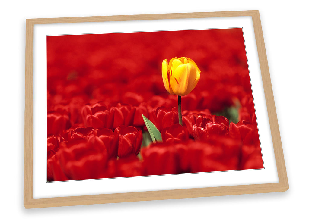 Red Tulips Flowers Yellow Framed