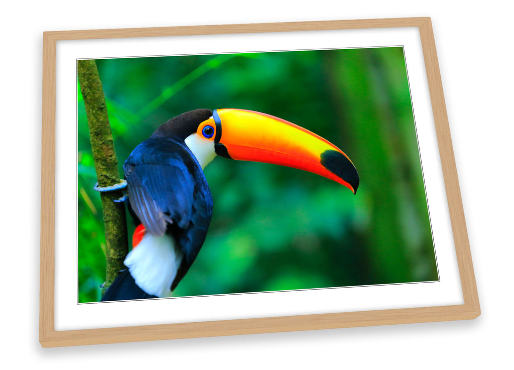 Toco Toucan Bird Rainforest Framed