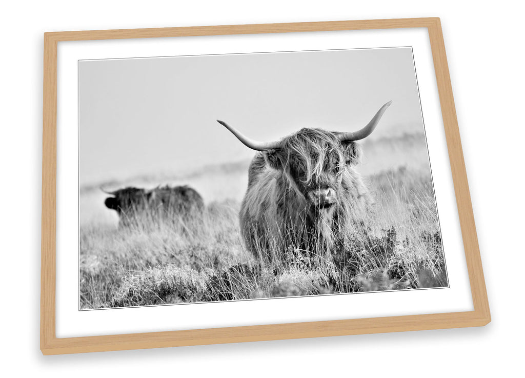Highland Cow Black & White Framed