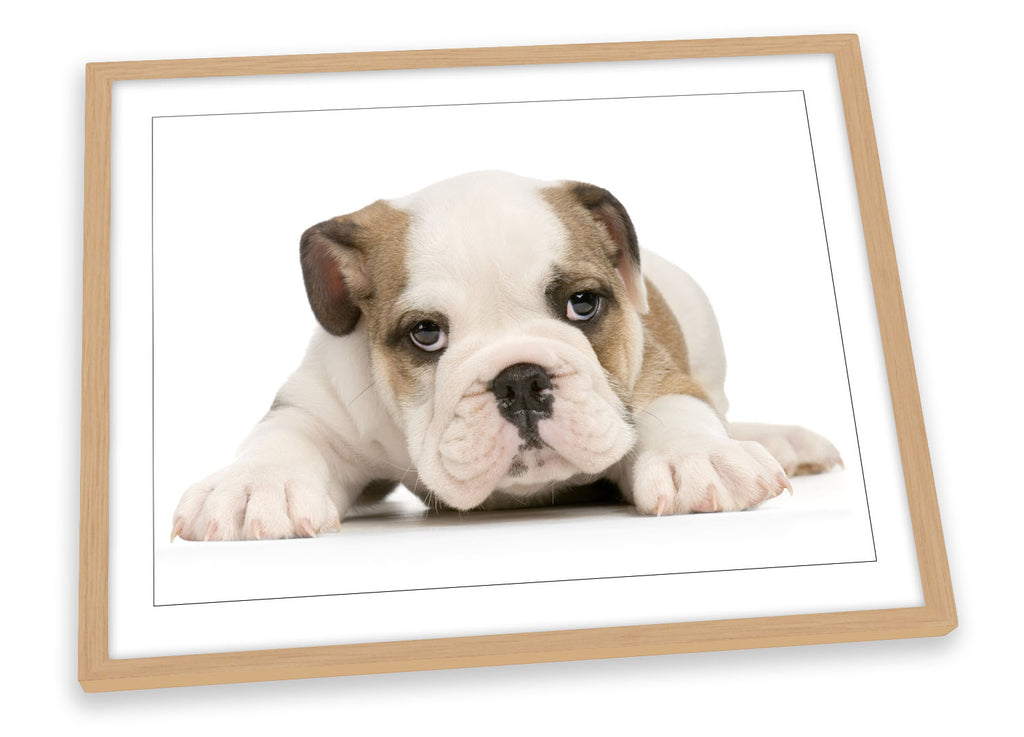 British Bulldog Puppy Cute Framed