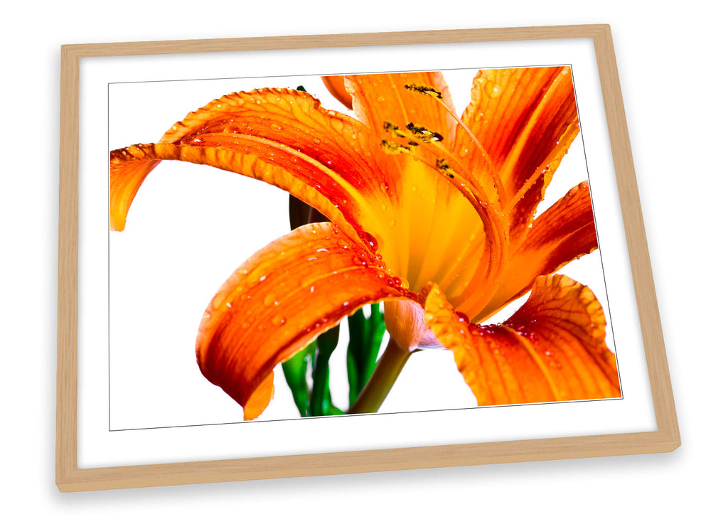 Orange Tiger Lily Floral Flower Framed