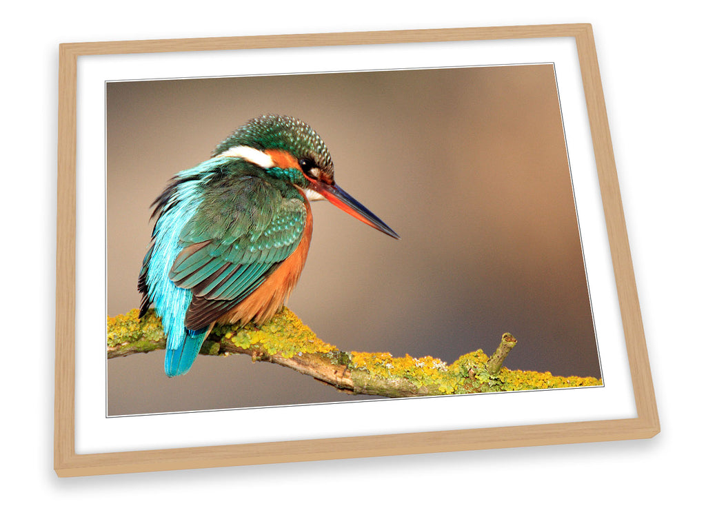 Kingfisher Bird Wildlife Framed