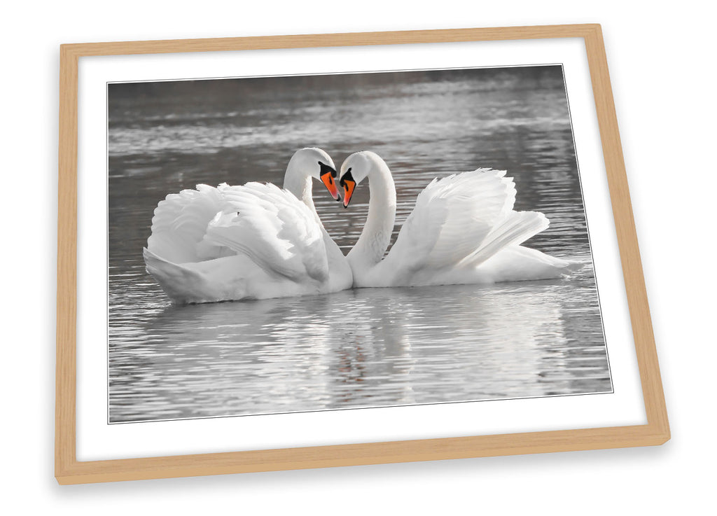 Swans Pair Love Partners Framed