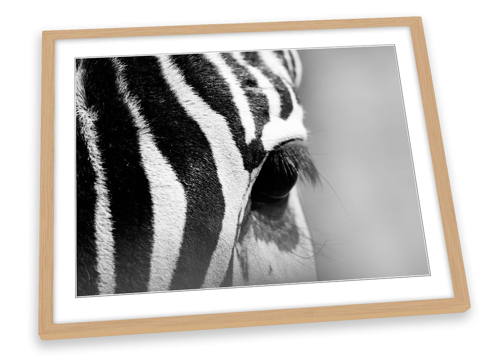 Zebra Black White Stripes Wildlife Framed