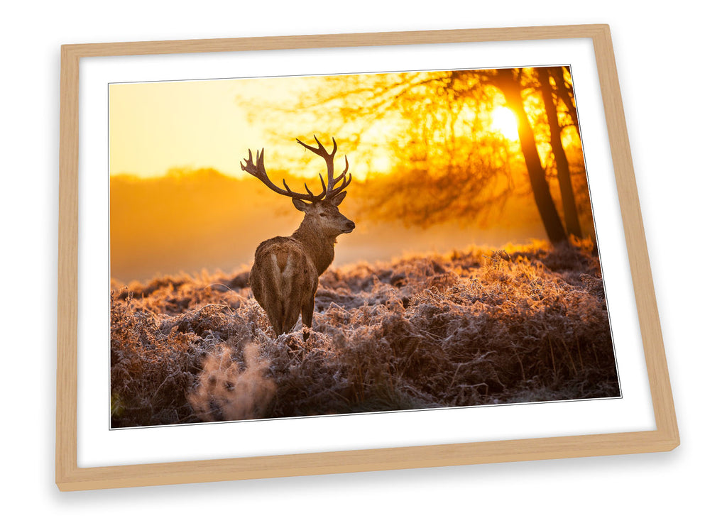 Stag Deer Sunset Forest Framed