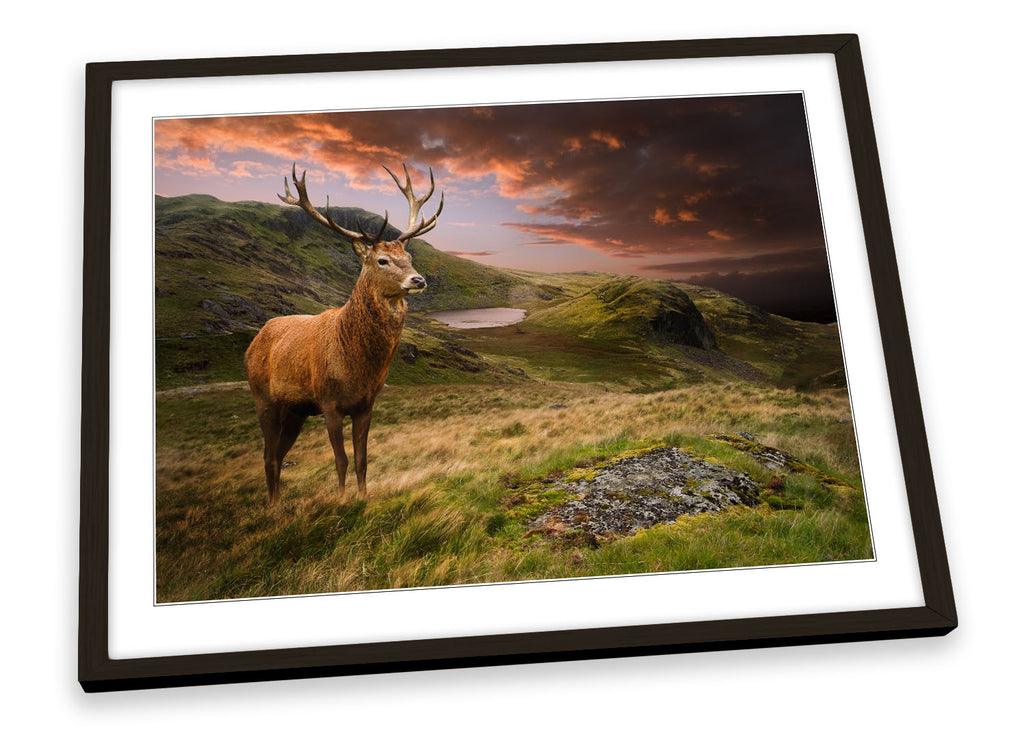 Deer Stag Highlands Sunset Framed