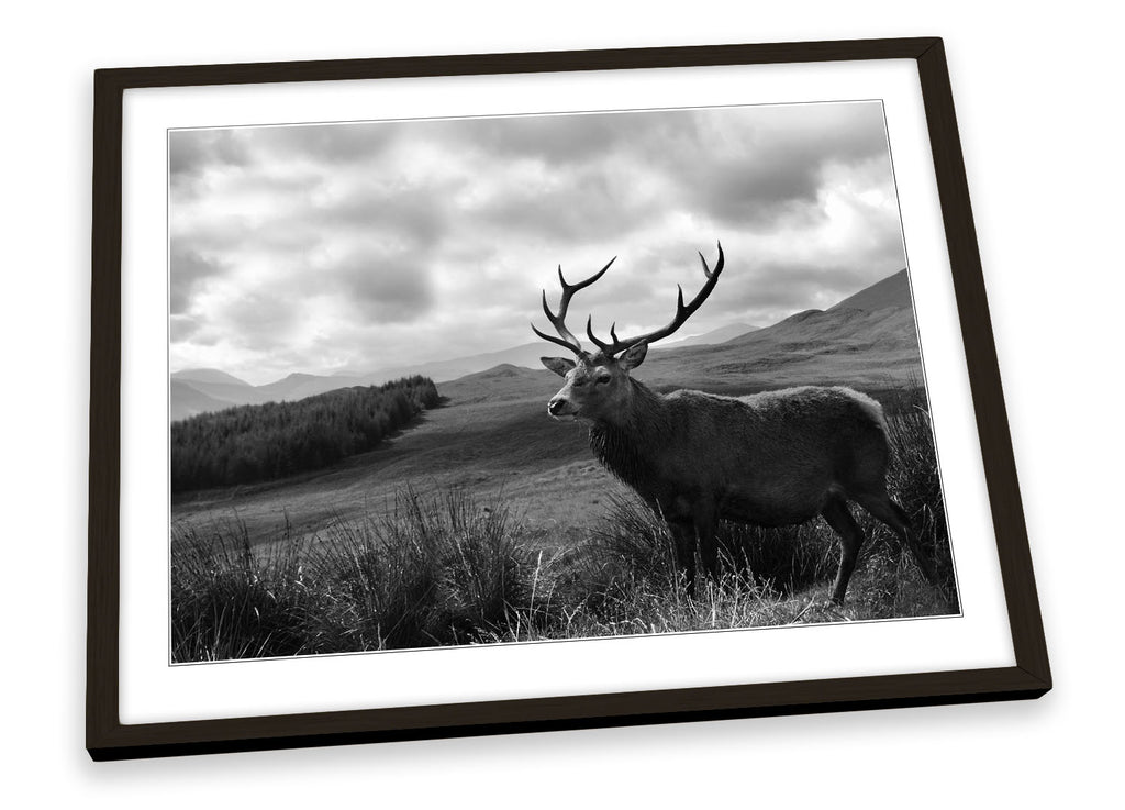Stag Deer Scotland Highlands Wildlife B&W Framed