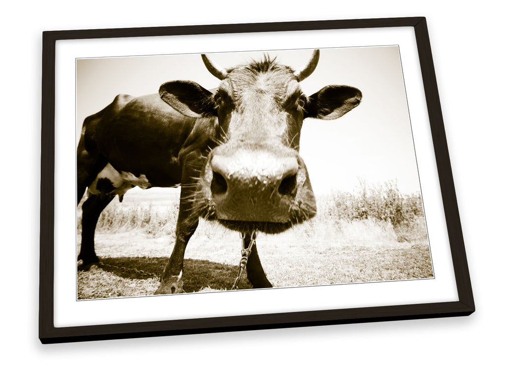 Cow Face Sepia Farm Framed