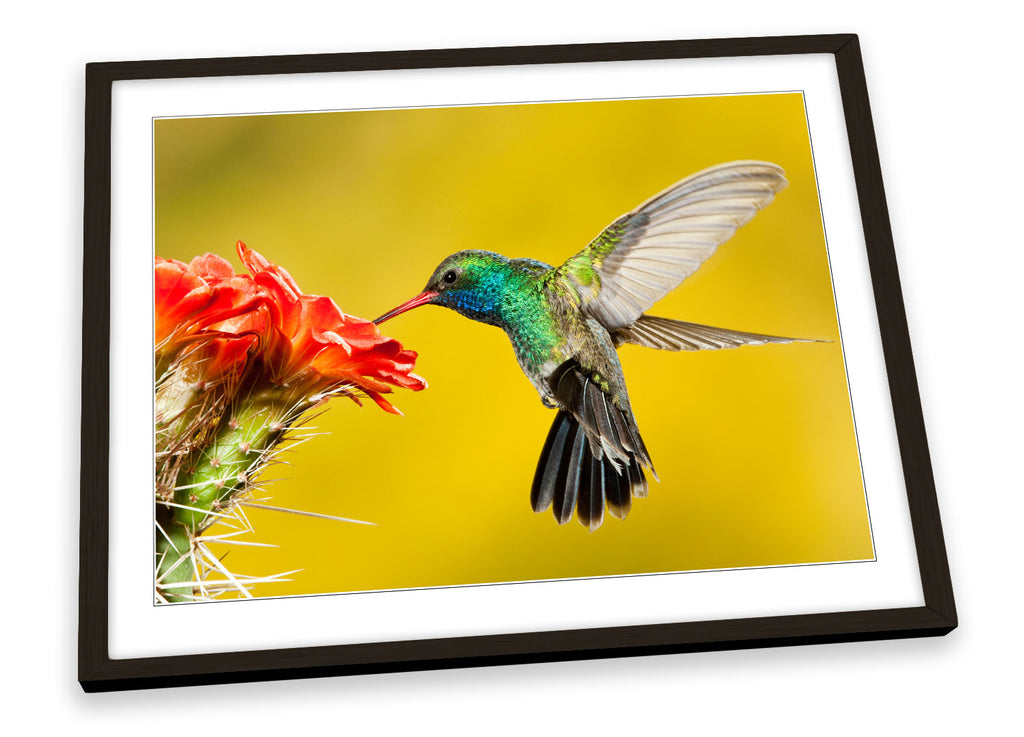 Humming Bird Flower Framed