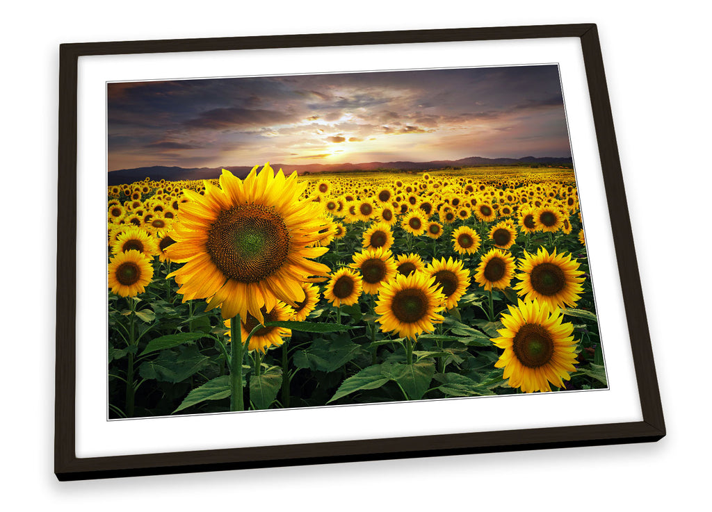 Yellow Sunflower Field Framed