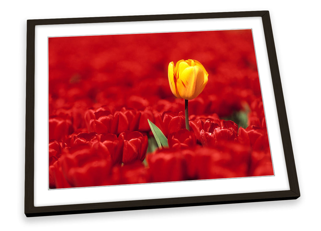 Red Tulips Flowers Yellow Framed