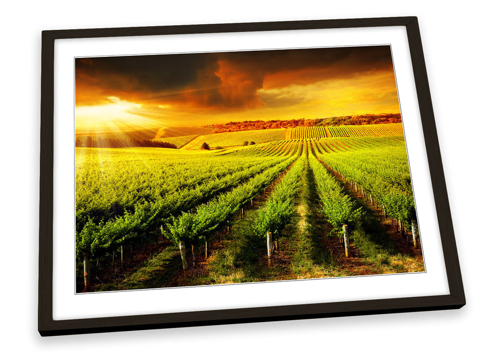 Vineyard Sunset Landscape Framed