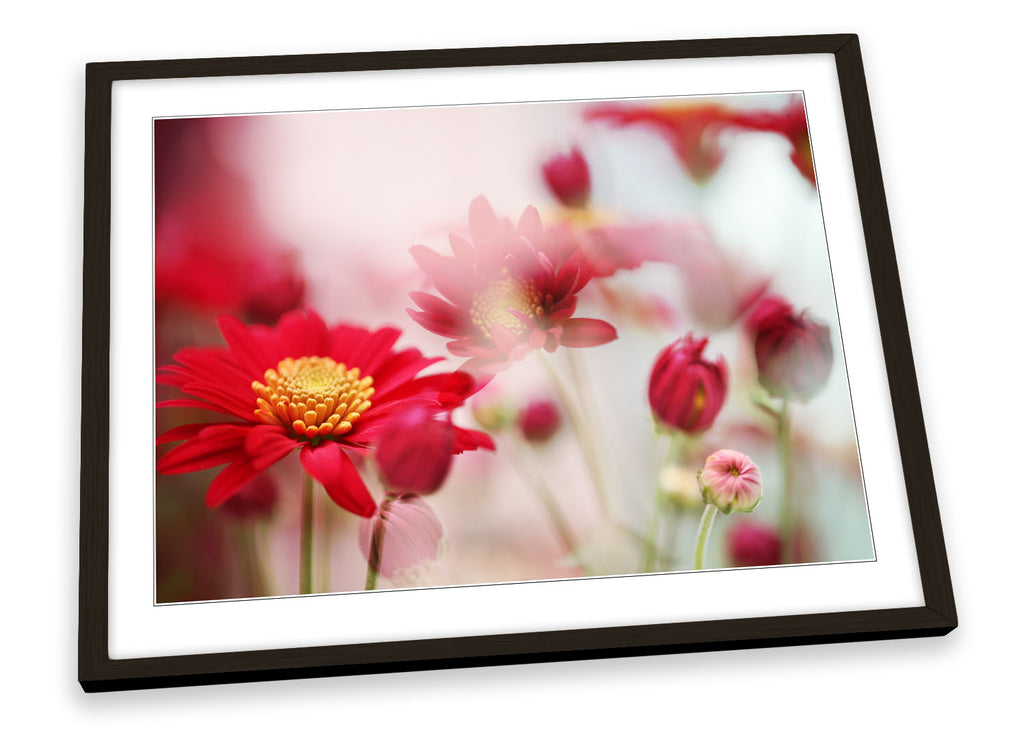 Red Daisy Flower Floral Framed