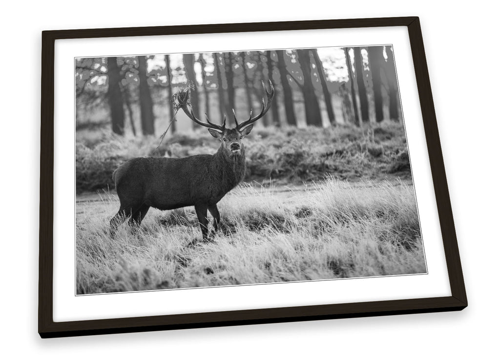 Wild Stag Deer Forest B&W Framed